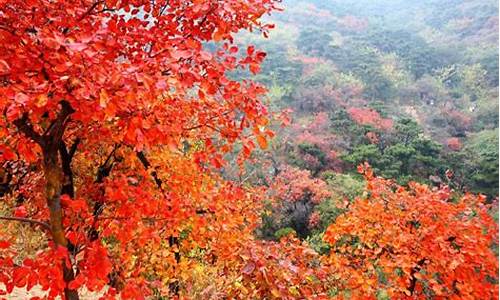 北京今年香山公园枫叶时间_北京香山公园枫叶什么时候红