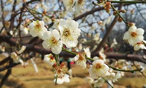 香雪公园梅花,香雪公园梅花什么时候开