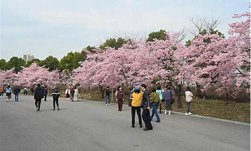 顾村公园樱花节门票多少一张_顾村公园樱花节游记