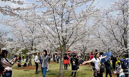 顾村公园樱花节2020怎么预约,顾村公园樱花节老年人免票吗