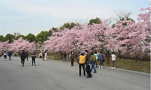 宝山顾村公园樱花节_宝山顾村公园樱花节开放时间