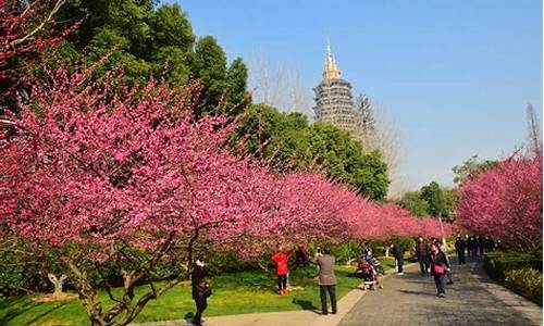 红梅公园梅花开花花期-红梅公园梅花节