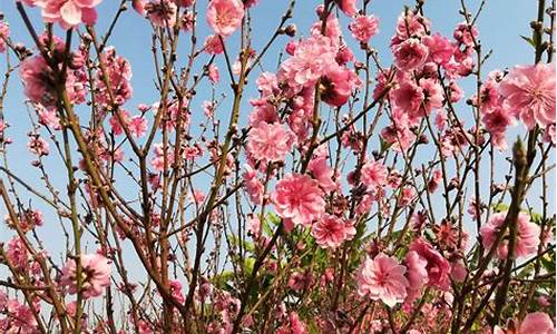 石马桃花公园桃花几时开-石马桃花源