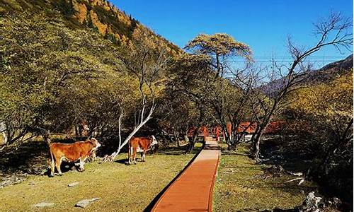 夹金山森林公园门票-夹金山森林公园